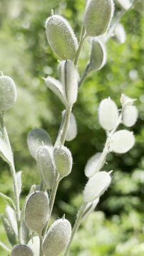 The Velvety Honesty Plant in the Wild