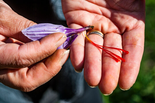 Hand holding crocus blossom and saffron thread in Switzerland