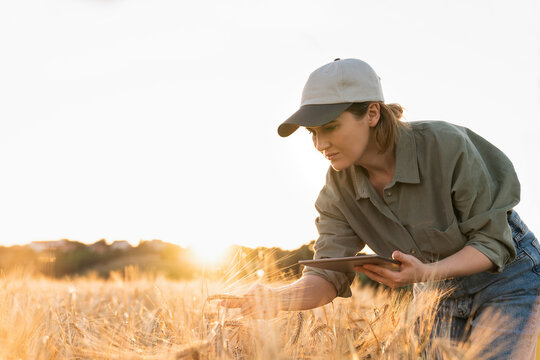 Woman holding digital tablet in field examining barley ear