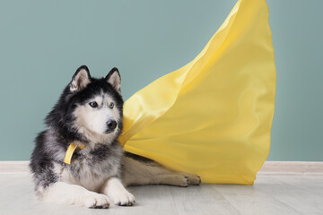 Cute husky dog in superhero costume near blue wall © Pixel-Shot