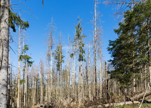 Dead spruce trees damaged by bark beetle infestation