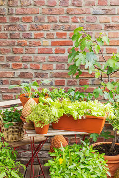 Homegrown vegetables and herbs on an urban balcony