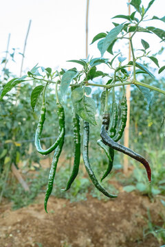 Long chili peppers growing on healthy plants in a tropical farm, showcasing fresh agricultural produce ready for harvest in natural daylight.