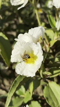 Macro close-up of a bee pollinating a white cistus shrub flower vertical.