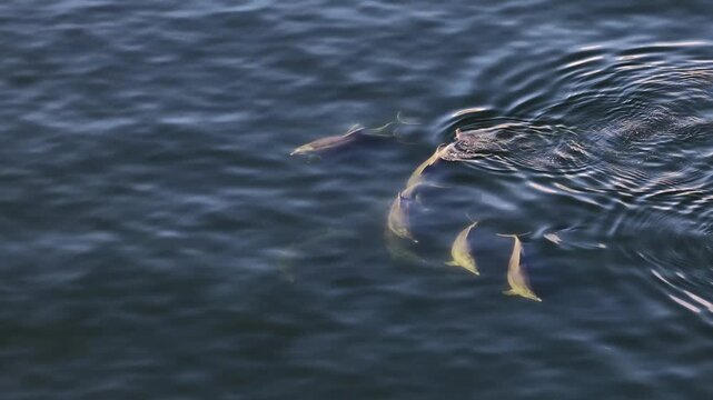 Bottlenose Dolphins enjoying the coast of Donegal between Shalway Point and Muckross Head, Ireland