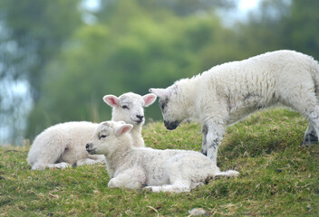 Fototapeta premium Lambs playing together in a field near Wray Castle in the Lake District