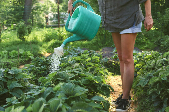 Close-up of woman watering strawberries in garden