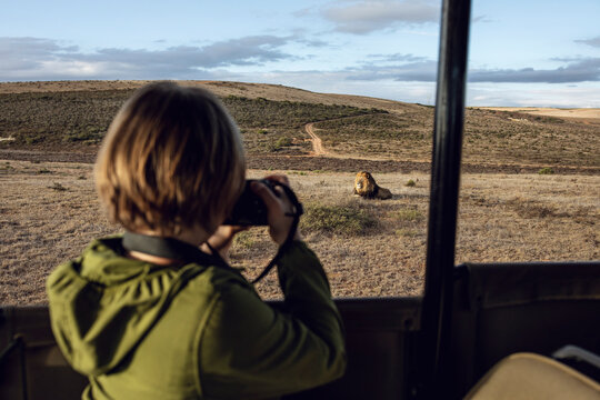 Back view of girl taking photo of lion, Inverdoorn game Reserve, Breede River DC, South Africa