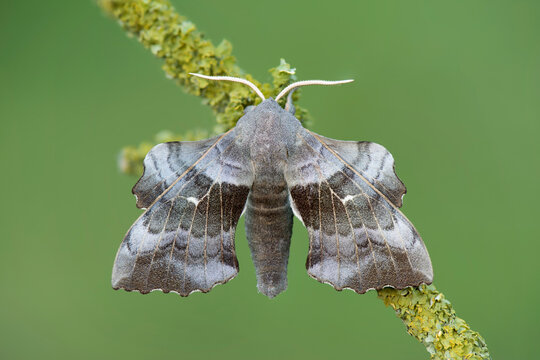 Poplar Hawk-moth on twig