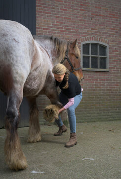 Physiotherapist treats horse hoof outdoors at stable