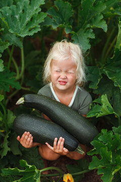 Child holding heavy zucchini in an organic vegetable garden
