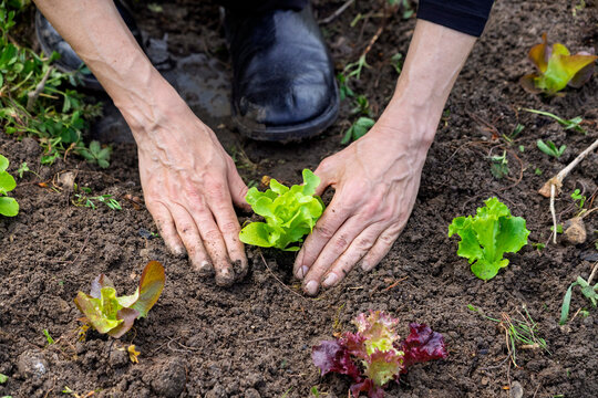 Hands planting fresh lettuce seedling in rich garden soil