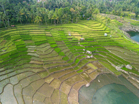 Aerial view of lush green rice terraces surrounding the Wadaslintang Reservoir with palm trees and water reflections in Wadaslintang, Central Java, Indonesia.
