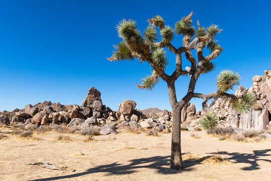 USA, California, Joshua tree (Yucca Brevifolia) in Joshua Tree National Park