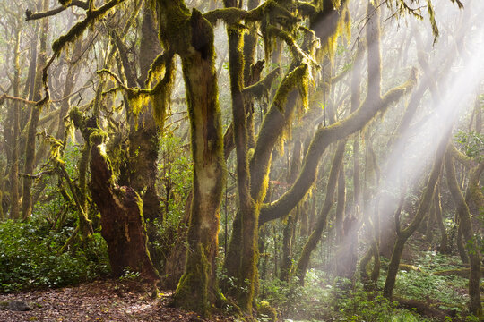 Spain, Canary Islands, La Gomera, Cloud forest, Laurel forest
