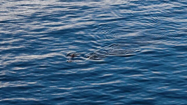 Bottlenose Dolphins enjoying the coast of Donegal between Shalway Point and Muckross Head, Ireland
