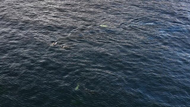 Bottlenose Dolphins enjoying the coast of Donegal between Shalway Point and Muckross Head, Ireland