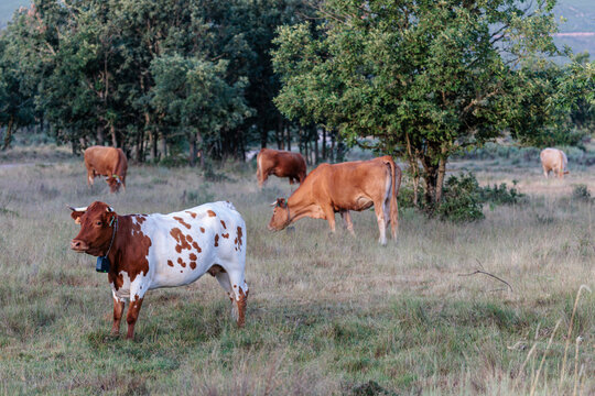 Cows. Cattle in the meadow among the oak trees. Villardeciervos, Sierra de la Culebra, Zamora, Castile and Le&oacute;n, Spain.