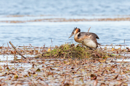 Podiceps cristatus. Great Crested Grebe climbing to its floating nest in a wetland.