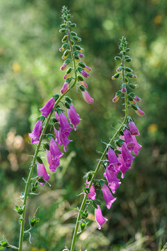 Digitalis purpurea. Foxglove plants with their pinkish-purple inflorescences.