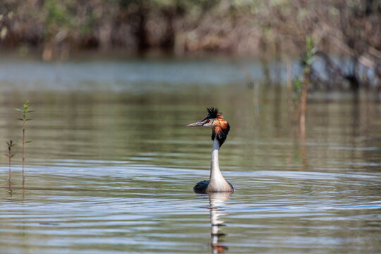 Podiceps cristatus. Great Crested Grebe in its breeding plumage, facing forward, swimming in a wetland.