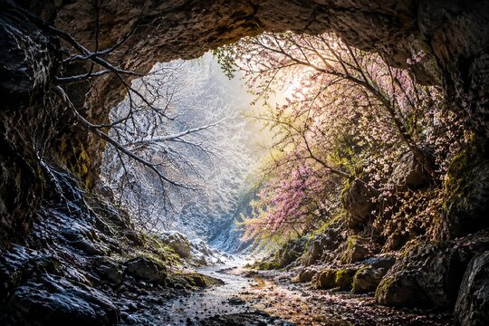 Cave entrance with spring blossoms and winter branches, morning light, seasonal contrast.