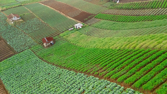 Aerial view of terraced agricultural fields with small huts and vibrant green crops in West Java, Indonesia.
