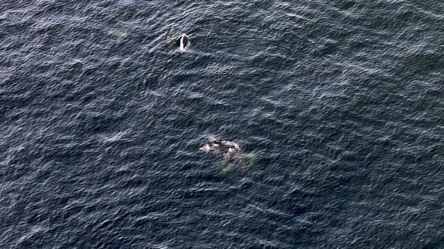Bottlenose Dolphins enjoying the coast of Donegal between Shalway Point and Muckross Head, Ireland