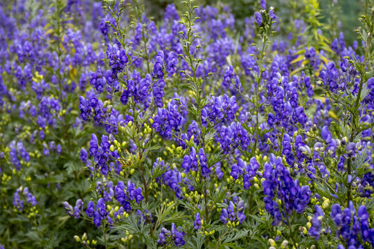 Beautiful blooming aconite flowers (Aconitum) growing in a garden. A mass planting of vibrant blue and purple aconite blossoms creating a natural floral background with soft green foliage. Ornamental 