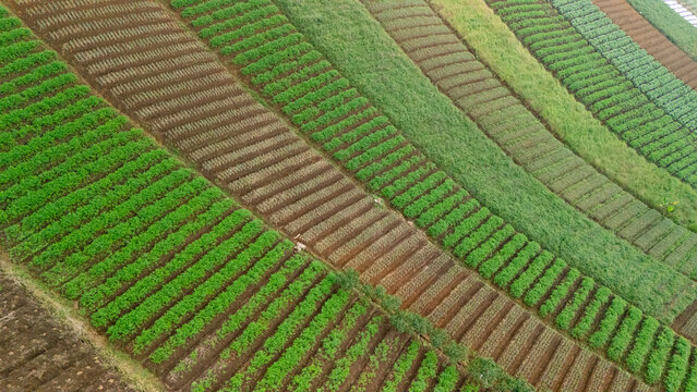 Aerial view of terraced agricultural fields with vibrant green and brown crops planted in neat rows across the landscape in West Java, Indonesia.