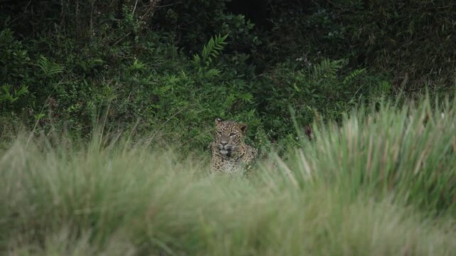 leopard in the forest 