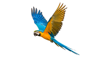 Beautiful blue and yellow macaw parrot flying with open wings isolated on transparent background © AAAstock2025