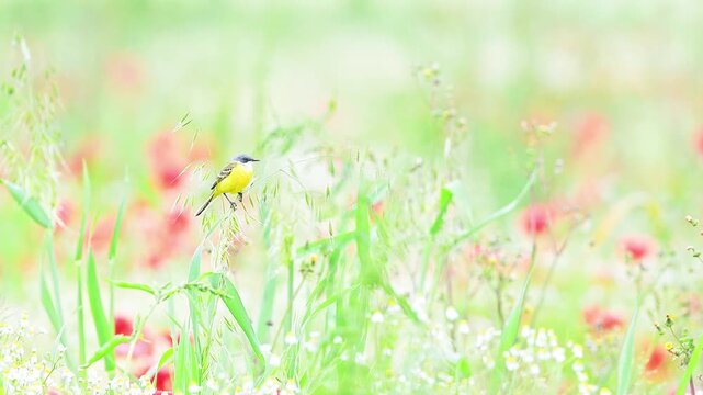Western yellow wagtail in the grass with flowers on background (Motacilla flava)