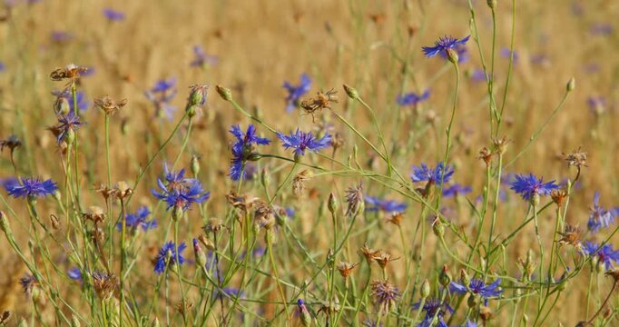 Cornflower (Centaurea cyanus) Blooming in a Golden Wheat Field