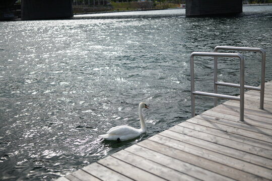 White swan swimming near a wooden pier dock on the rive