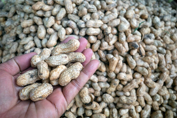 Obraz premium Closeup of fresh Ground Peanut Pods in a traditional market in Indonesia