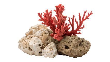 Natural sea coral branch with sea stones aquatic decor isolated on transparent background © Hanna