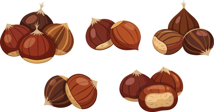 Fresh Roasted Chestnut Vector Collection Featuring Groups of Whole and Halved Sweet Chestnuts for Autumn Food and Autumn Harvest Graphic Designs
