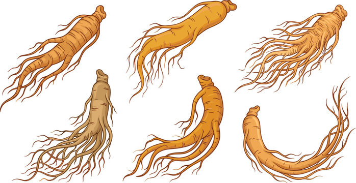 Fresh Red and White Ginseng Root Vector Set with Detailed Herbal Roots for Traditional Asian Medicine Healthy Supplement and Product Packaging Designs