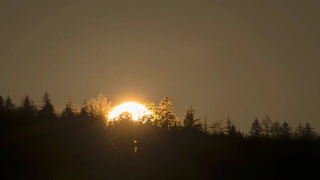 Dramatic time-lapse of a large golden sun setting behind a silhouetted pine forest tree line