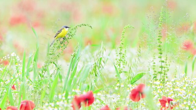 Western yellow wagtail wrapped by poppies and daises (Motacilla flava)