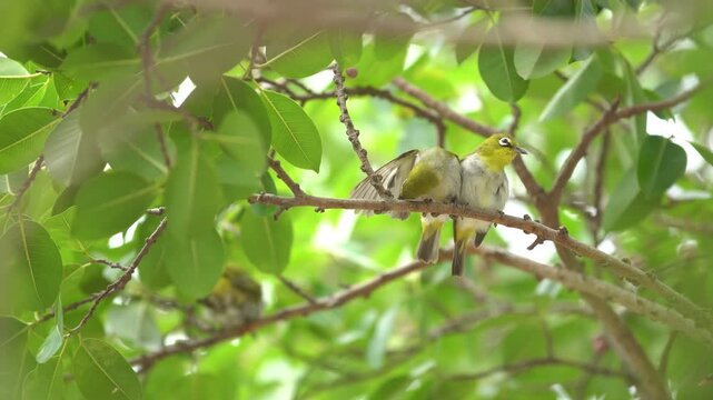 An Oriental white-eye bird perched on a branch, eating ripe banyan figs and resting, representing environmental conservation and wildlife biodiversity on a vibrant green background.