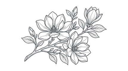 Elegant hand drawn magnolia flower branch illustration in black and white line art style. © Kaff