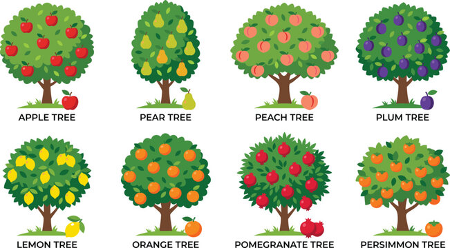 Fruit Trees Vector Illustration Set with Apple Pear Peach Plum Lemon Orange Pomegranate and Persimmon