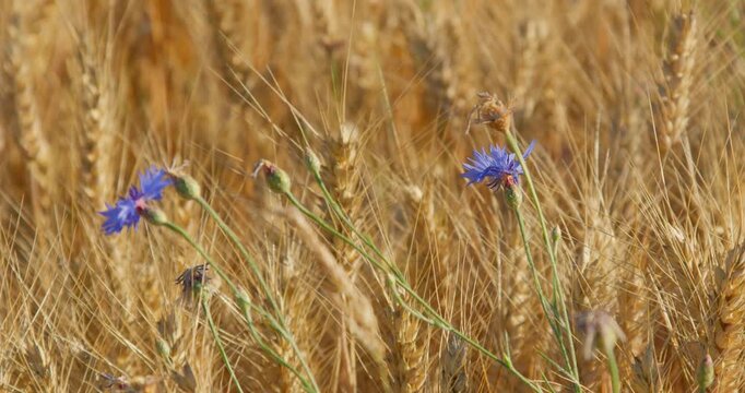 Cornflower (Centaurea cyanus) Blooming in a Golden Wheat Field