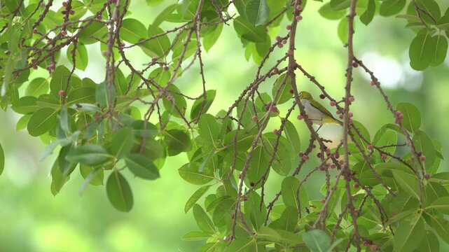 An Oriental white-eye bird perched on a branch, eating ripe banyan figs and resting, representing environmental conservation and wildlife biodiversity on a vibrant green background.