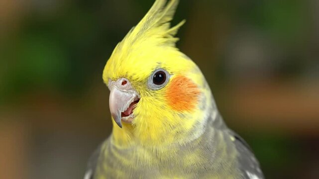 Close up of a cockatiel bird moving its head and chirping