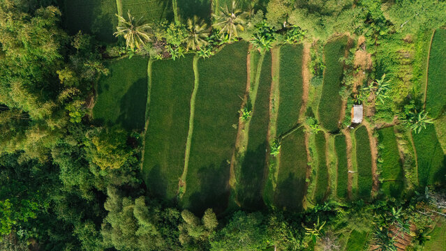 Aerial view of lush green rice terraces with palm trees and a small hut in the rural landscape of West Java, Indonesia.