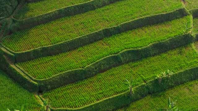 Aerial view of lush green rice terraces in West Java, Indonesia.