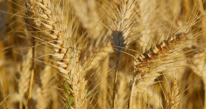 Close-up of Ripe Golden Wheat Ears